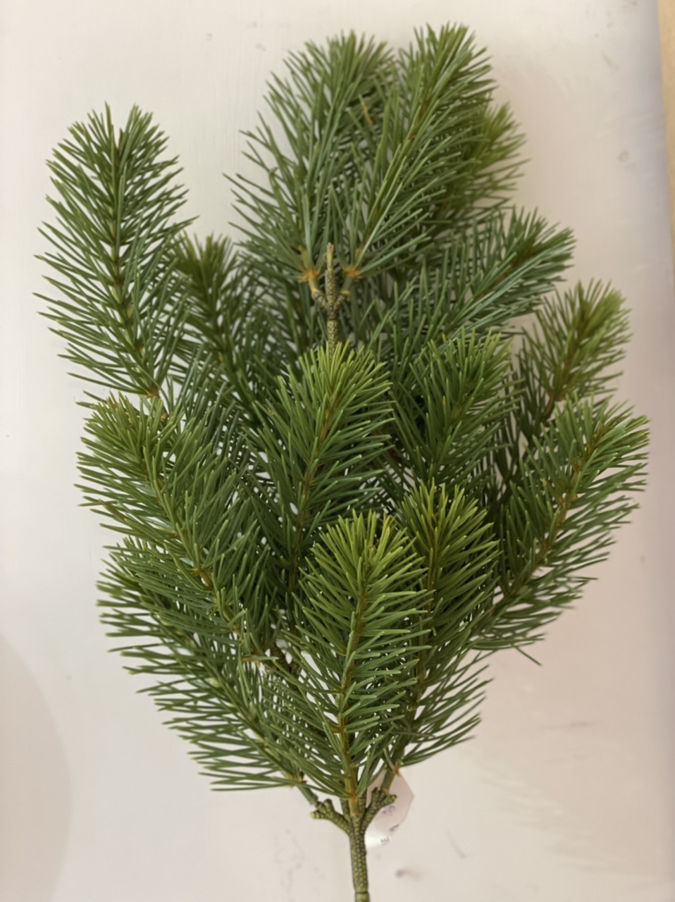 Ramo di pino verde - h. 60 cm - edg